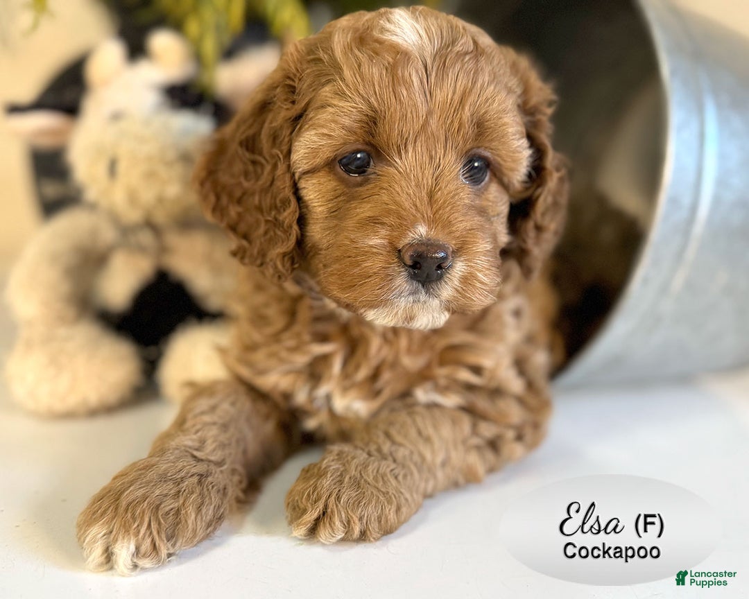 Cockapoo dogs for sale: Elsa - Ad 4