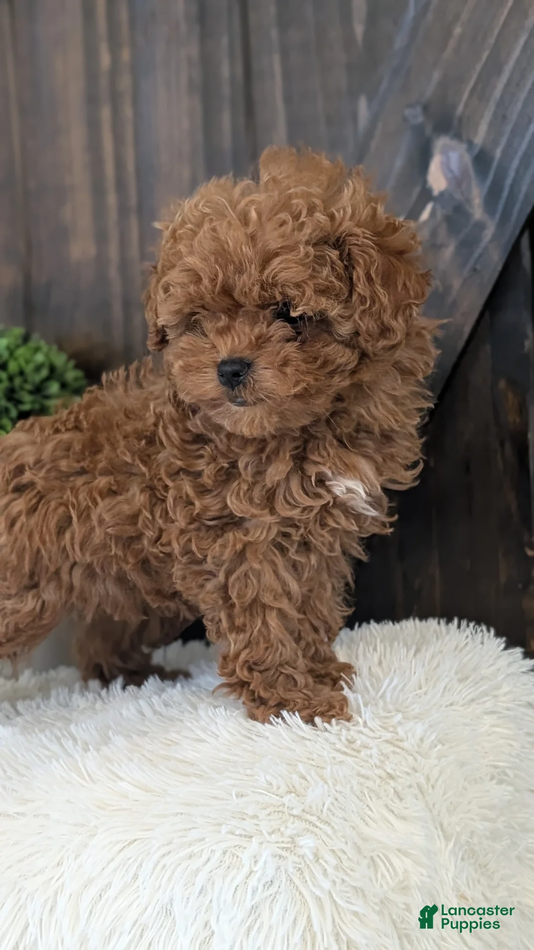 Toy Poodle dogs for sale: Chloe - Ad 2