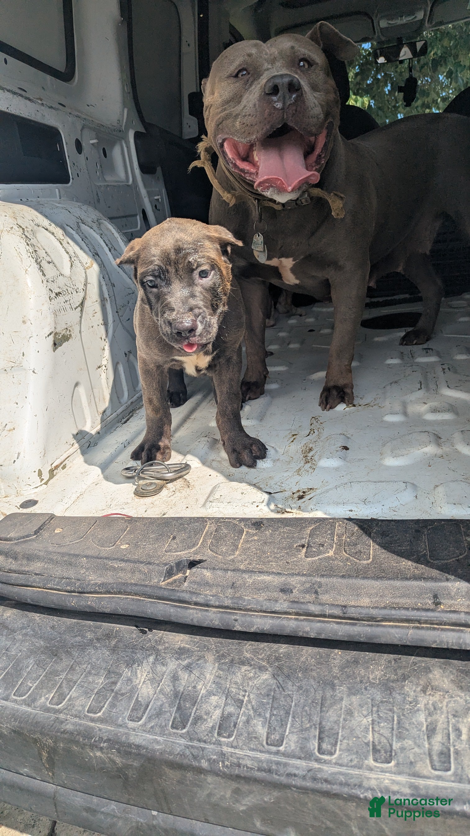 Cane Corso dogs Ceres - Ad 2