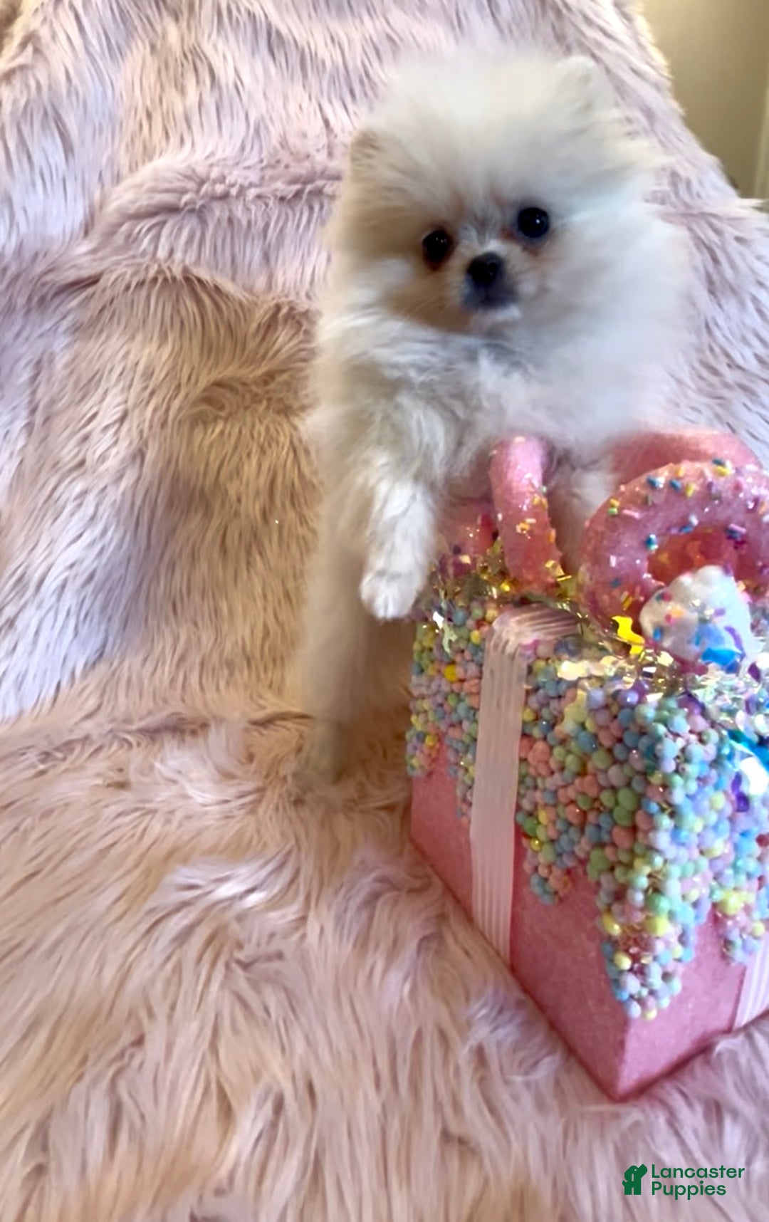 Pomeranian dogs for sale: Lynette AKC Registered full rights  - Ad 22