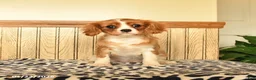Cavalier King Charles Spaniel dogs for sale: Claire - Ad 2