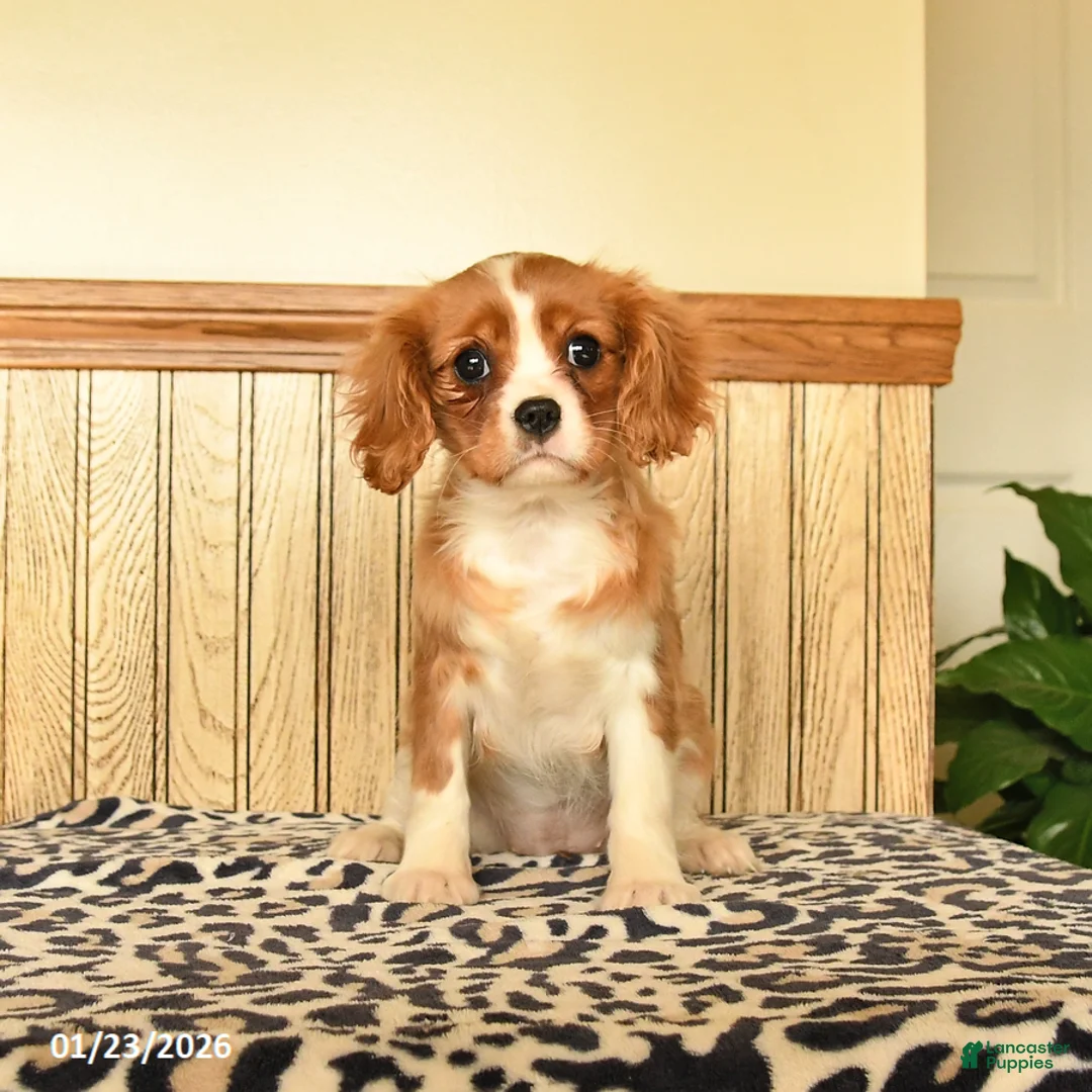 Cavalier King Charles Spaniel dogs for sale: Claire - Ad 2
