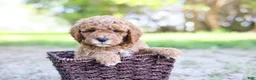 Goldendoodle dogs for sale: Robin - Ad 4