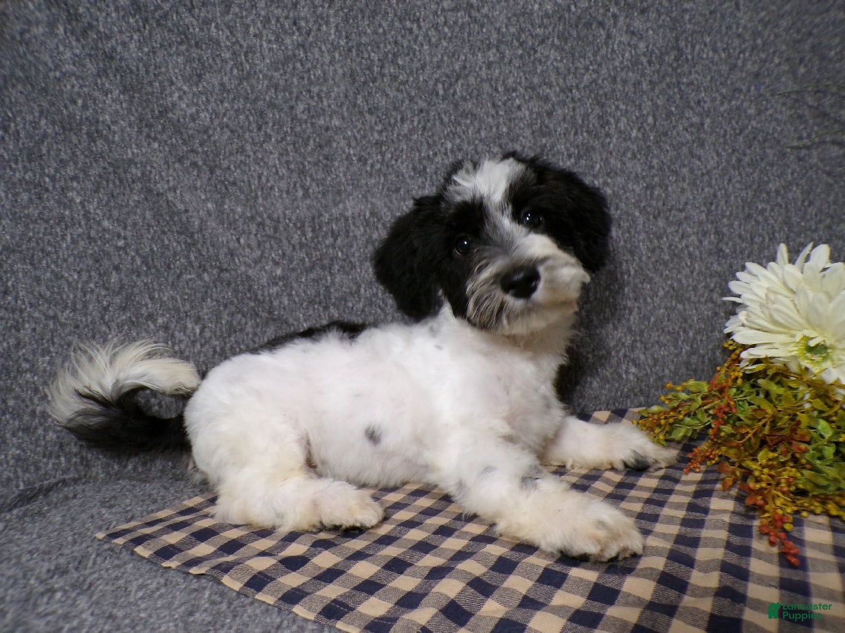 Havanese dogs Kye - Ad 2