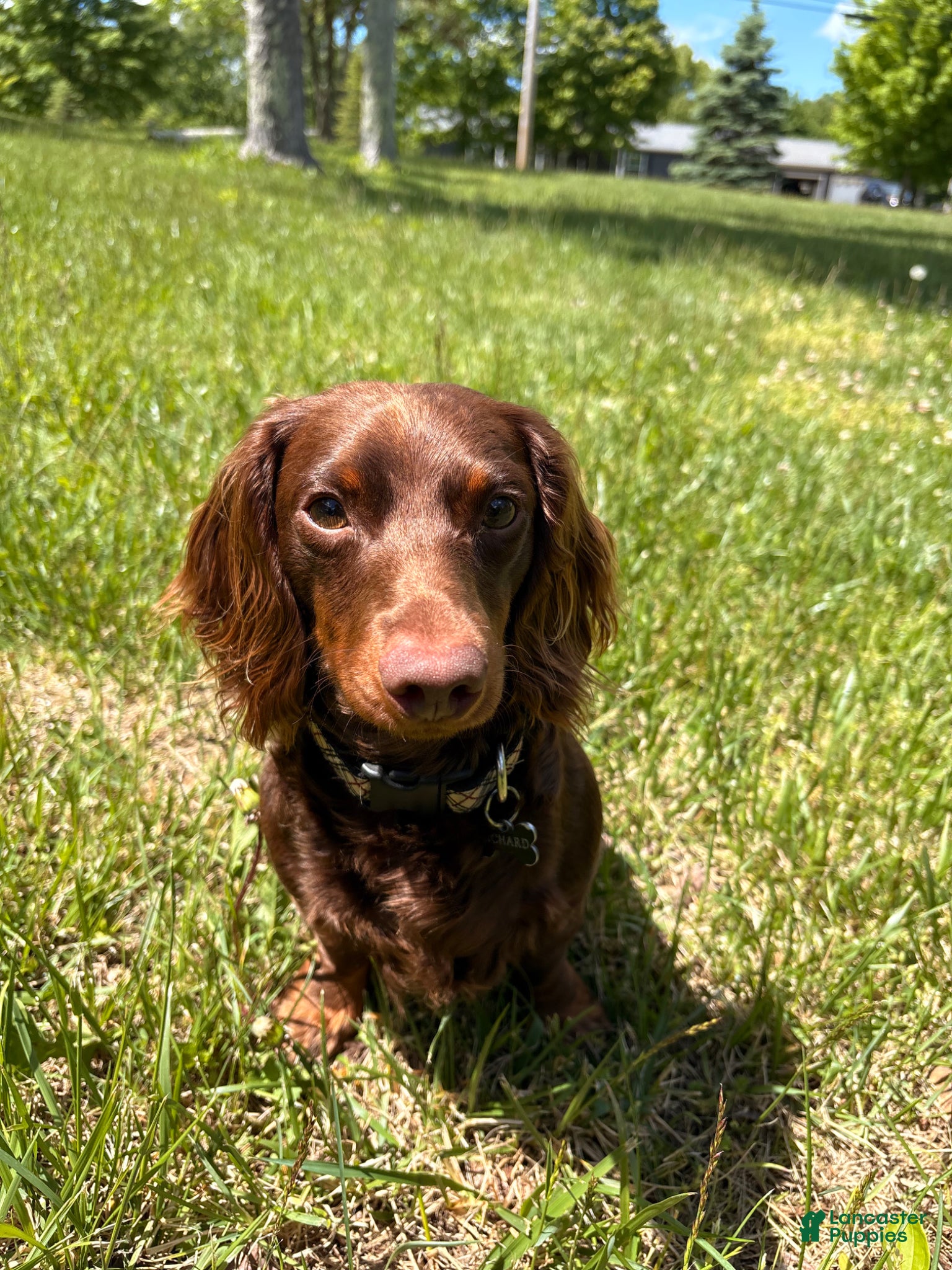Miniature Dachshund dogs Richard Bartholomew  - Ad 1