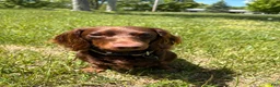 Miniature Dachshund dogs for stud: Richard Bartholomew  - Ad 1