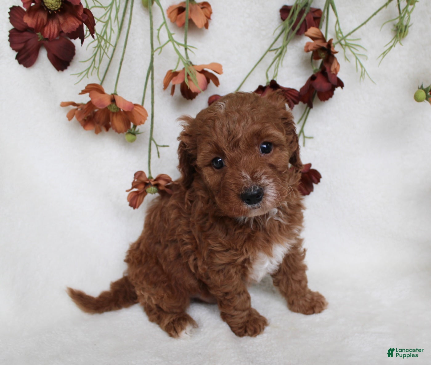 Cavapoo dogs Finley - Ad 2