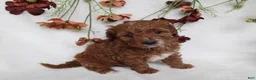 Cavapoo dogs for sale: Finley - Ad 2