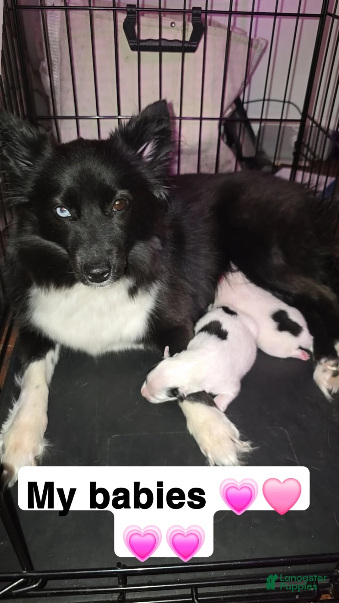 Pomsky dogs for sale: Pomsky Puppy 1 - Ad 2