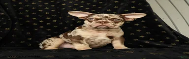 Duke 
