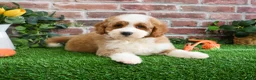 Mini Goldendoodle dogs for sale: Linguine  - Ad 2