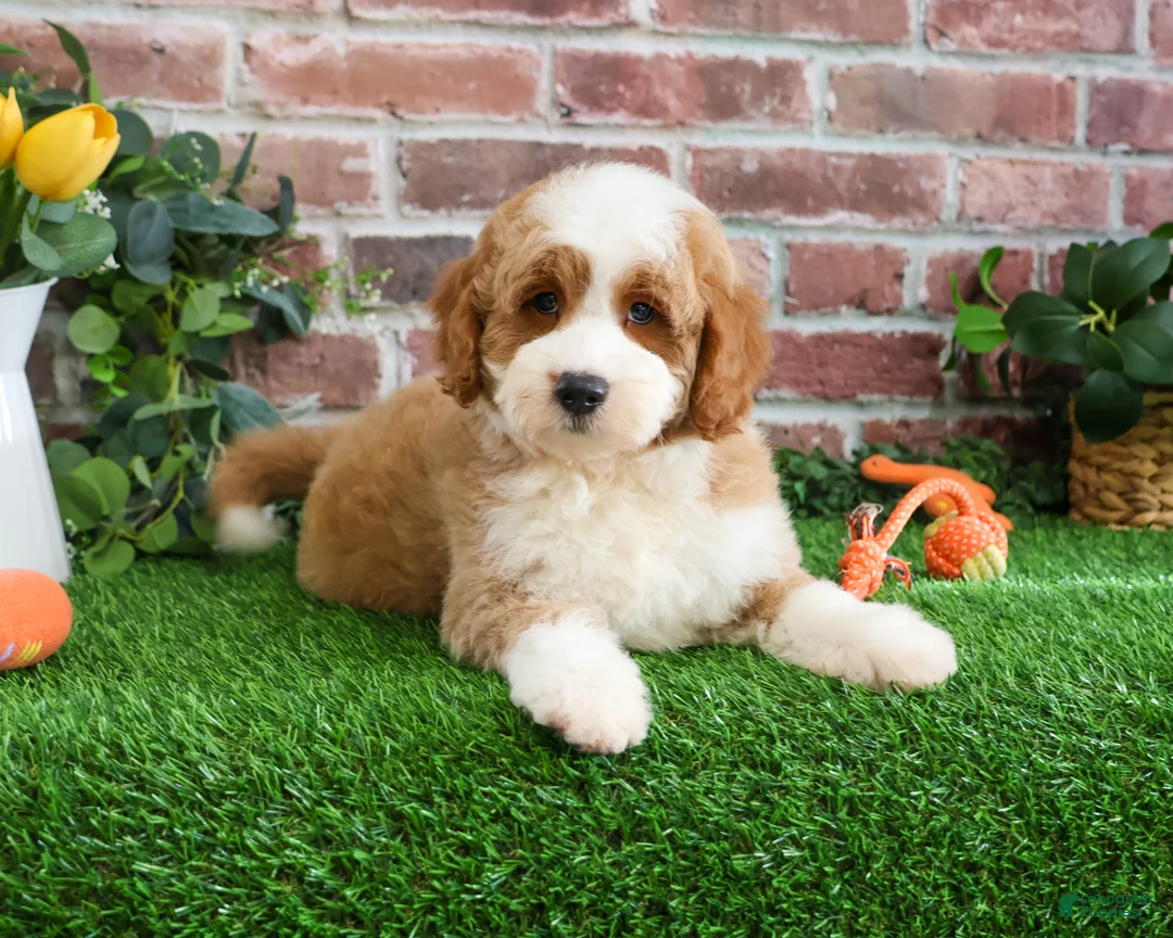 Mini Goldendoodle dogs for sale: Linguine  - Ad 2