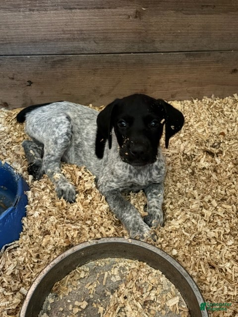 German Shorthaired Pointer dogs Boy 1  - Ad 1