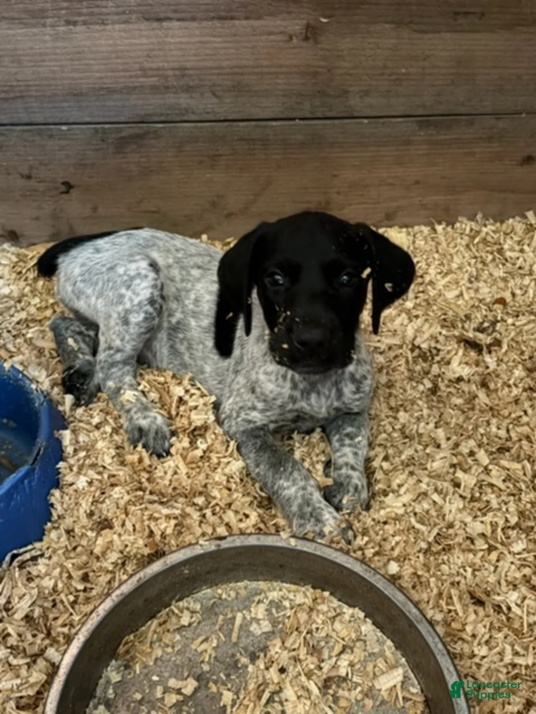 German Shorthaired Pointer dogs for sale: Boy 1  - Ad 1