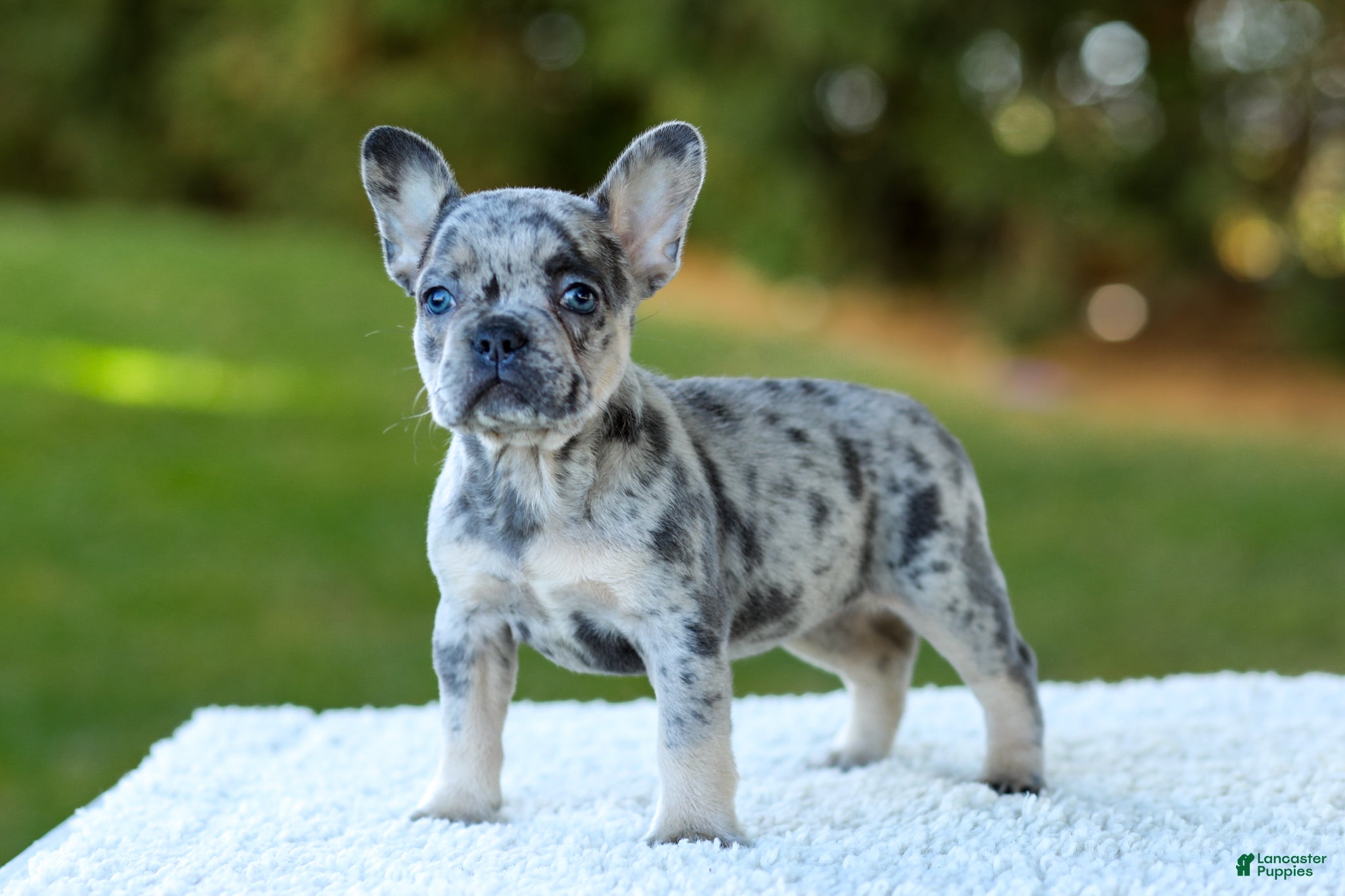French Bulldog dogs for sale: Cupcake - Blue Merle - Ad 2