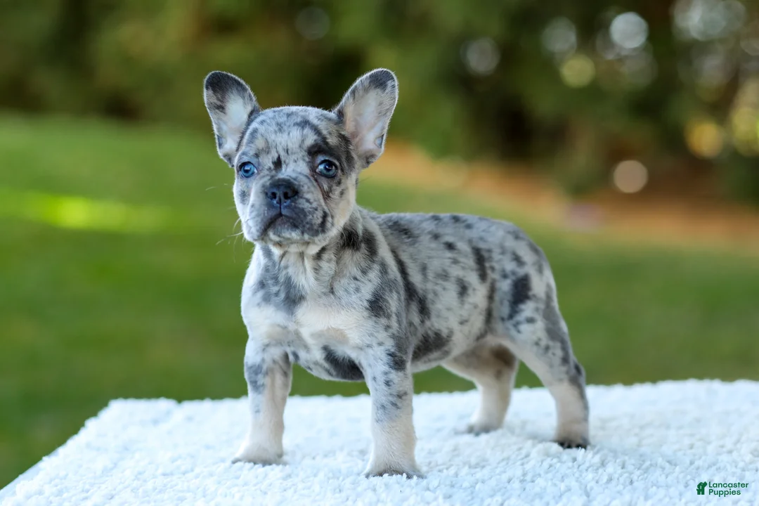 French Bulldog dogs for sale: Cupcake - Blue Merle - Ad 2