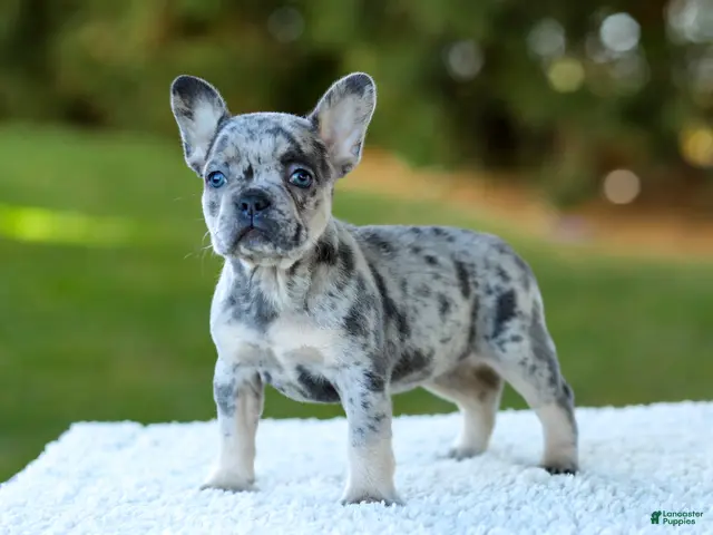 French Bulldog dogs for sale: Cupcake - Blue Merle - Ad 2