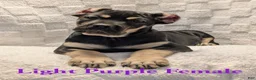 Cane Corso dogs for sale: Light Purple  - Ad 2
