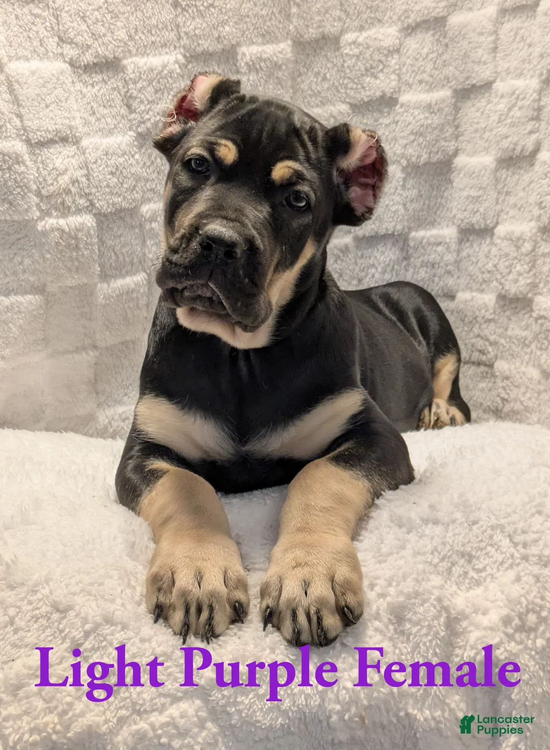 Cane Corso dogs for sale: Light Purple  - Ad 2