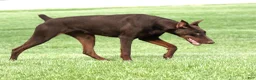 Doberman Pinscher dogs for sale: Female with ear crop - Ad 2