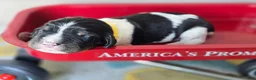 English Springer Spaniel dogs for sale: Rubble - Ad 1