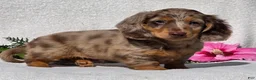 Miniature Dachshund dogs for sale: Chase - Ad 2