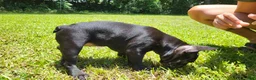 French Bulldog dogs for sale: Elinor - French Bulldog Puppy 2 - Ad 1