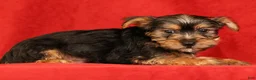 Yorkshire Terrier dogs for sale: Hunter - Ad 6