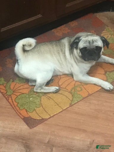 Gallery Image {{count}}