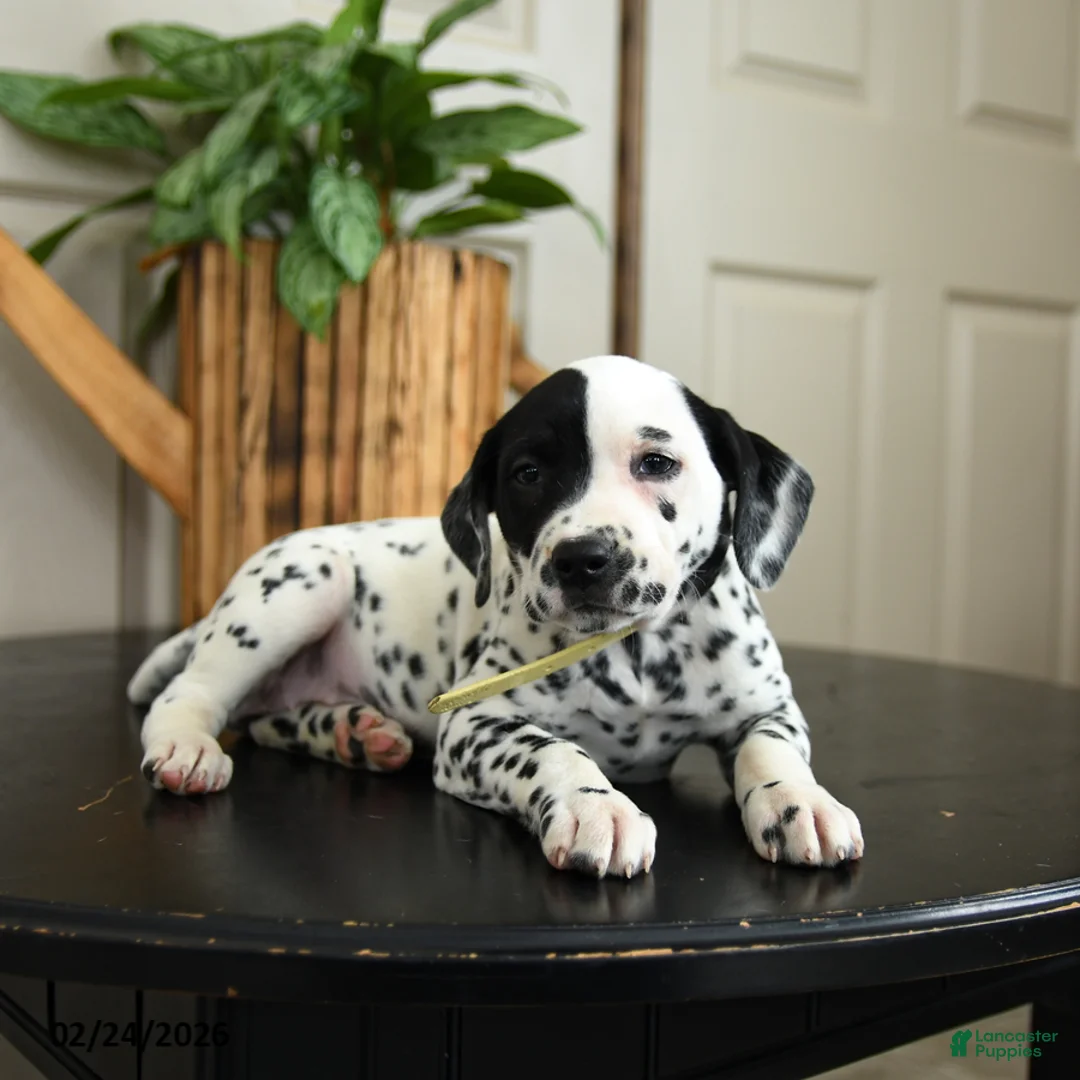Dalmatian dogs for sale: Kelsey - Ad 3