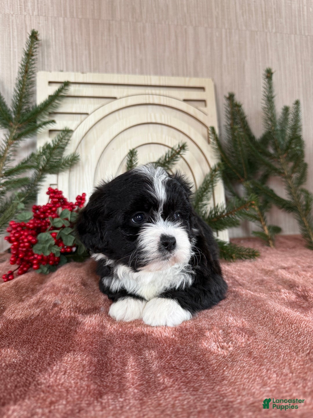 Teddy Bear dogs for sale: Sammy - Ad 8