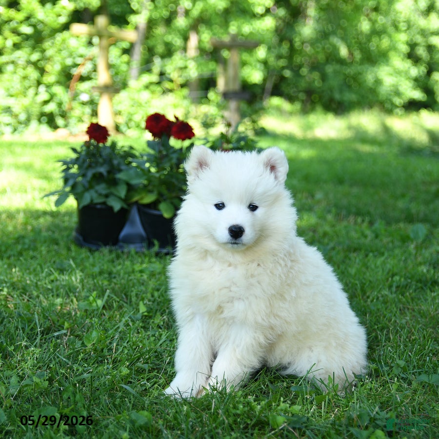 Samoyed dogs Marshmallow - Ad 1
