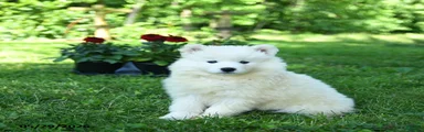 Marshmallow
