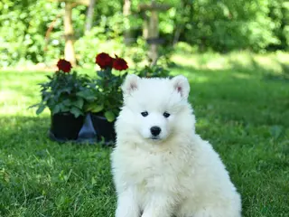 Samoyed dogs for sale: Marshmallow - Ad 3
