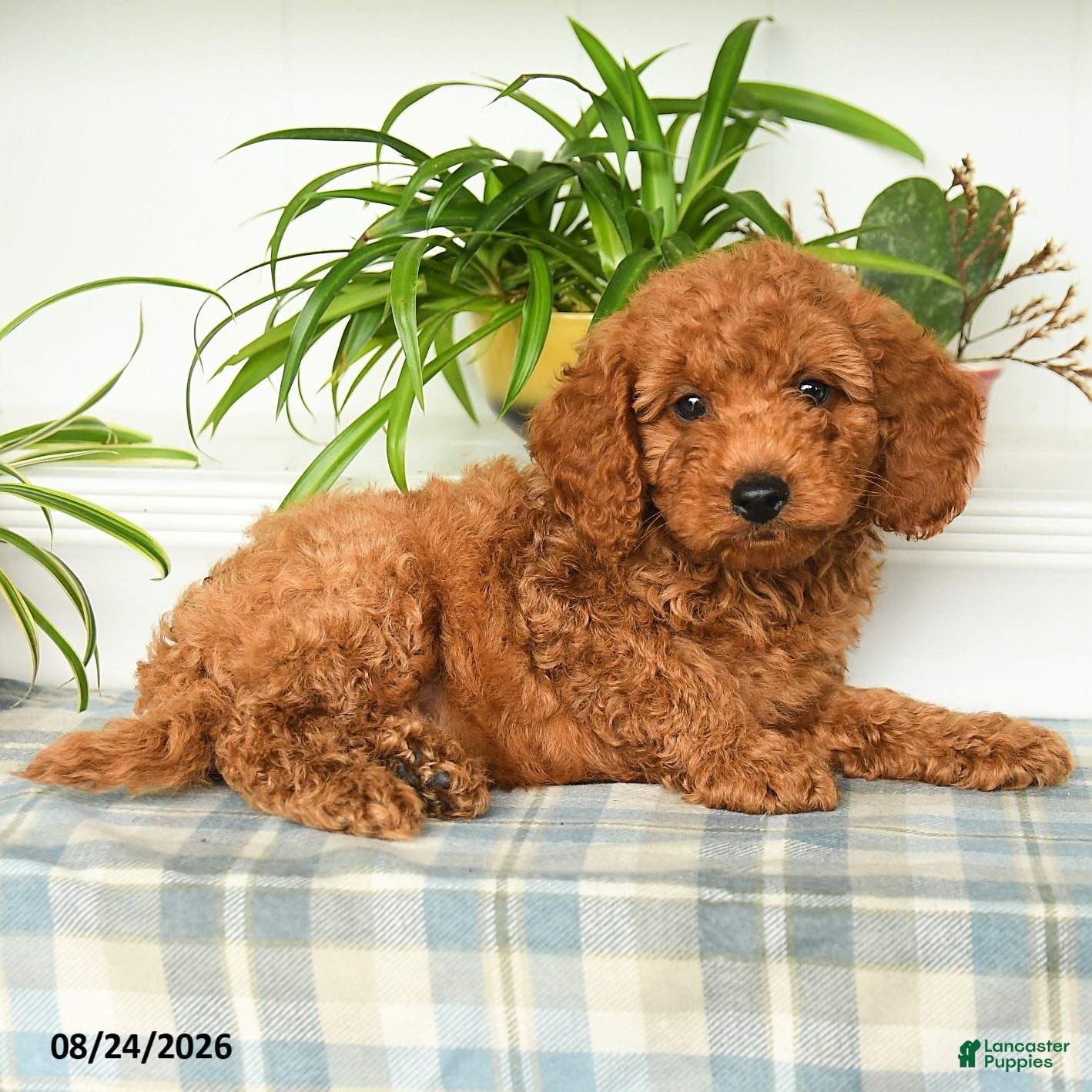 Mini Goldendoodle dogs Tristan - Ad 2