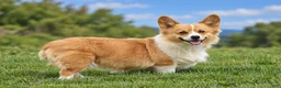 Welsh Corgi Pembroke dogs for sale: Cali - Ad 1