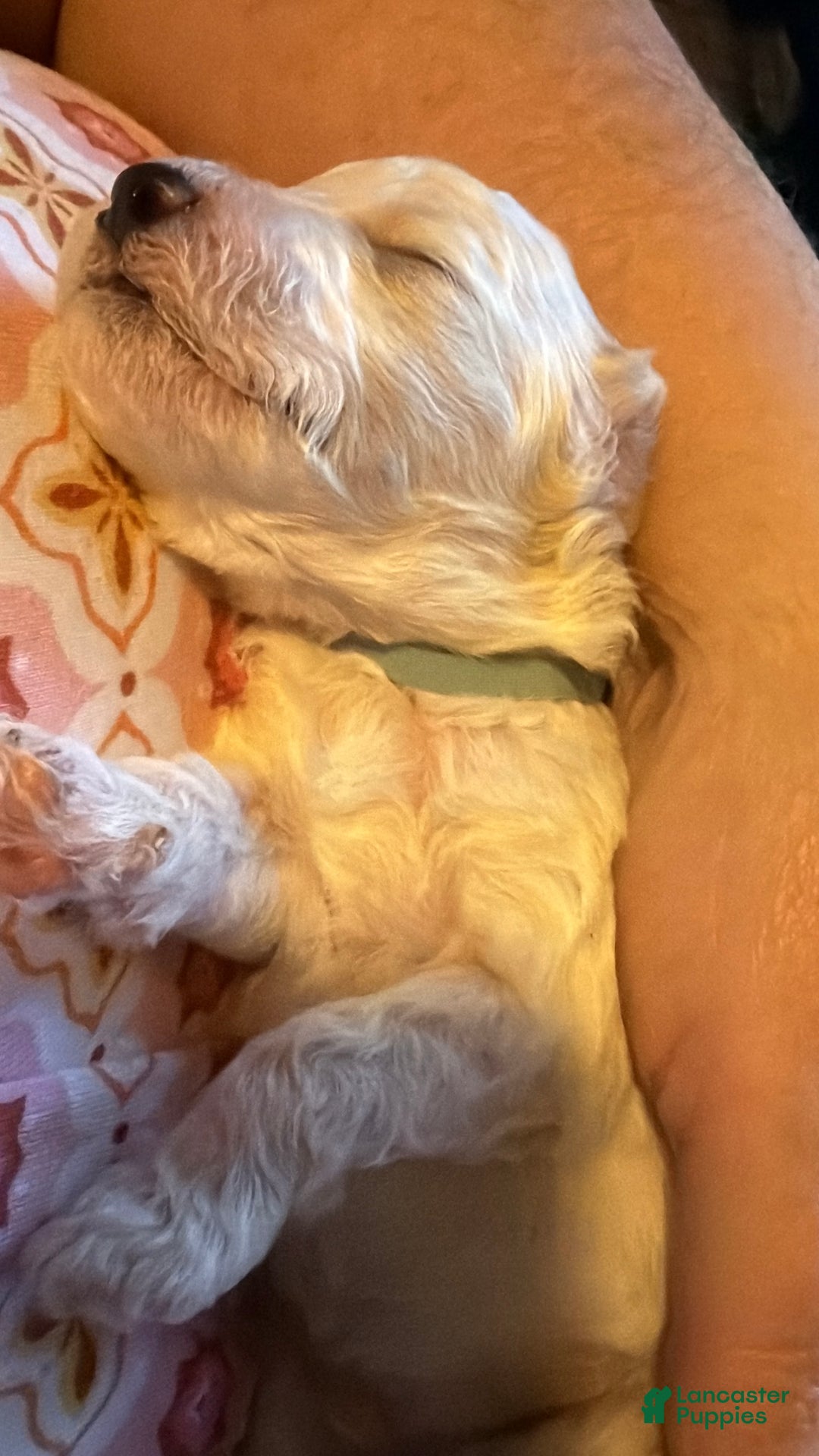 Miniature Poodle dogs for sale: AKC Miniature Poodle Abstract Cream White Male - Ad 1