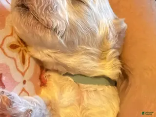 Miniature Poodle dogs AKC Miniature Poodle Abstract Cream White Male - Ad 2