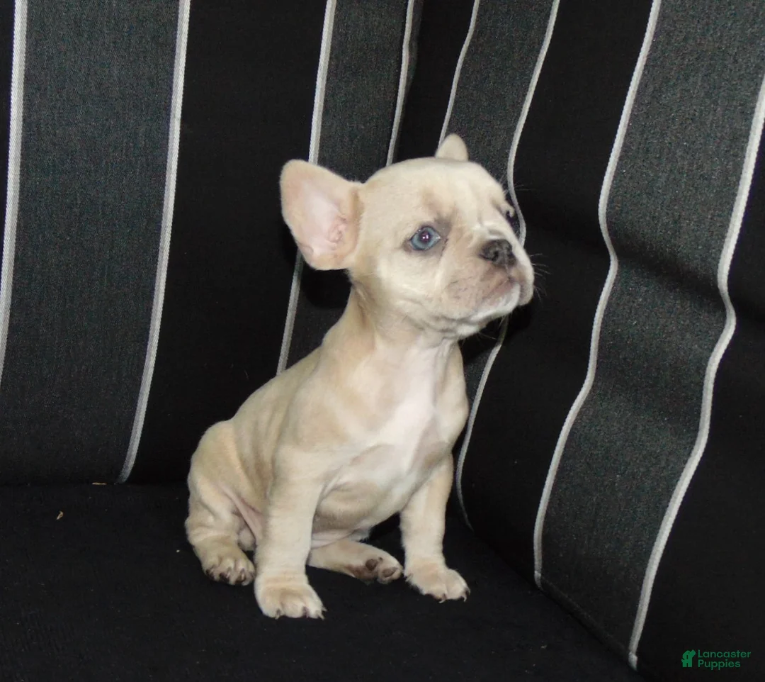 French Bulldog dogs for sale: Minnie - Ad 1