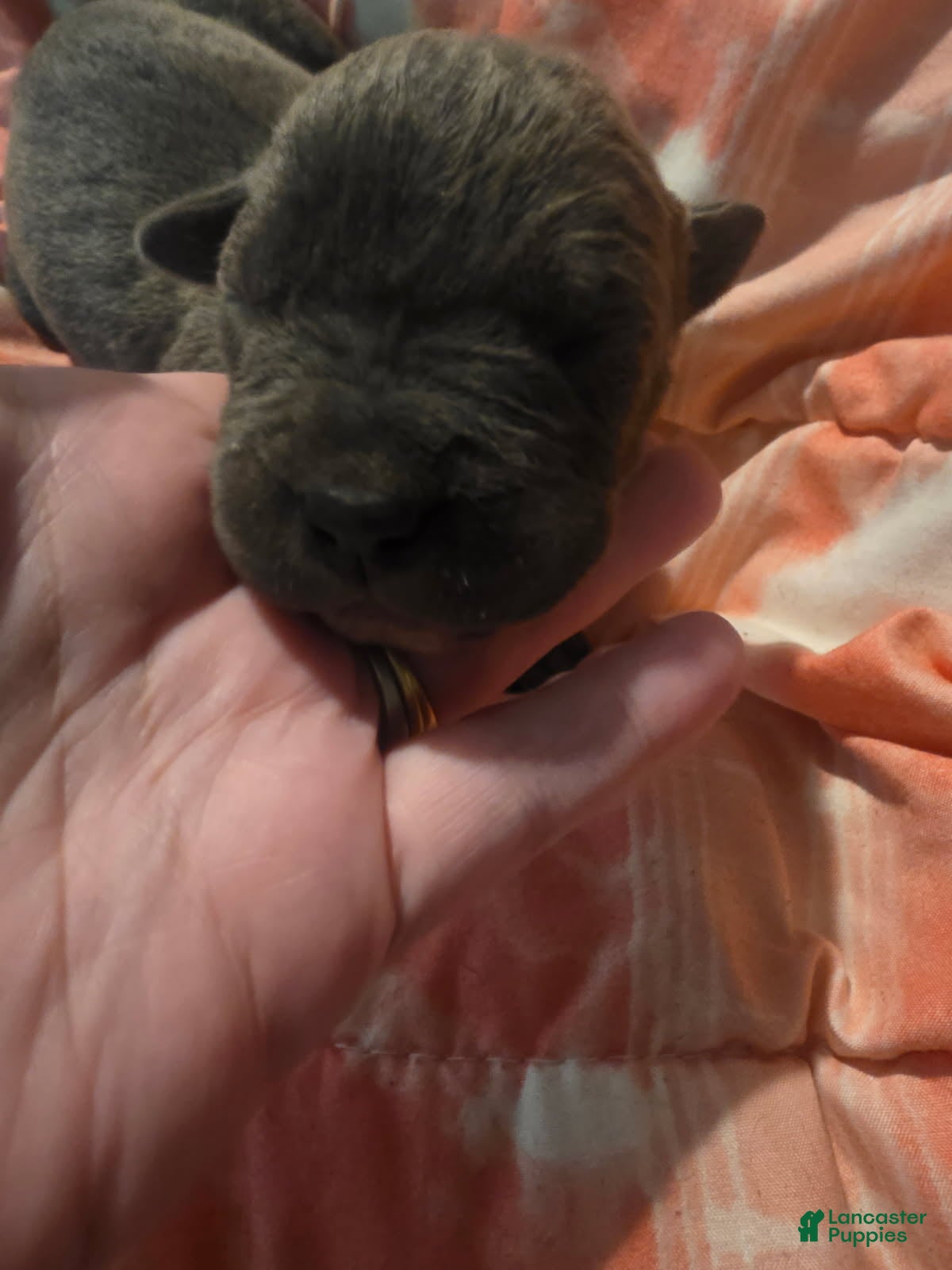 Cane Corso dogs Gray Male 5 - Ad 42
