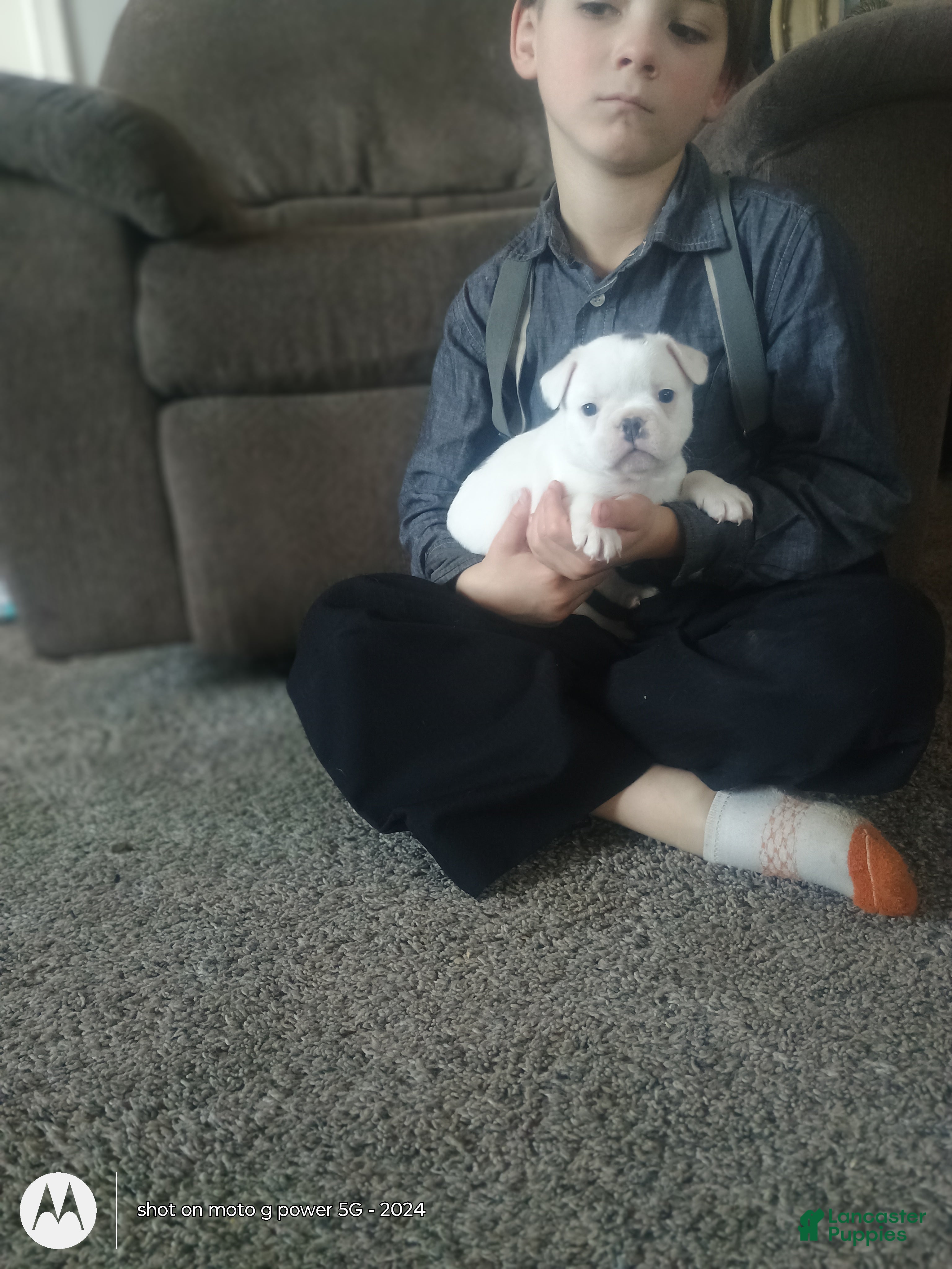 French Bulldog dogs Faith  - Ad 11