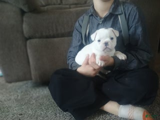 French Bulldog dogs Faith - Ad 10