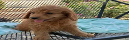 Mini Goldendoodle dogs for sale: Goldie - Ad 12