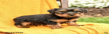 Buddy