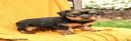 Yorkshire Terrier dogs for sale: Buddy - Ad 1