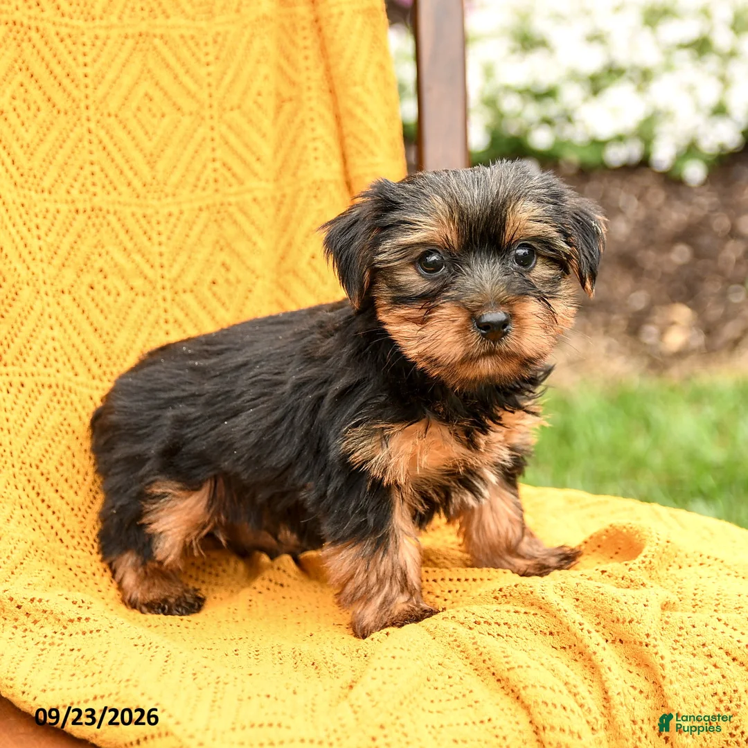 Yorkshire Terrier dogs for sale: Buddy - Ad 1