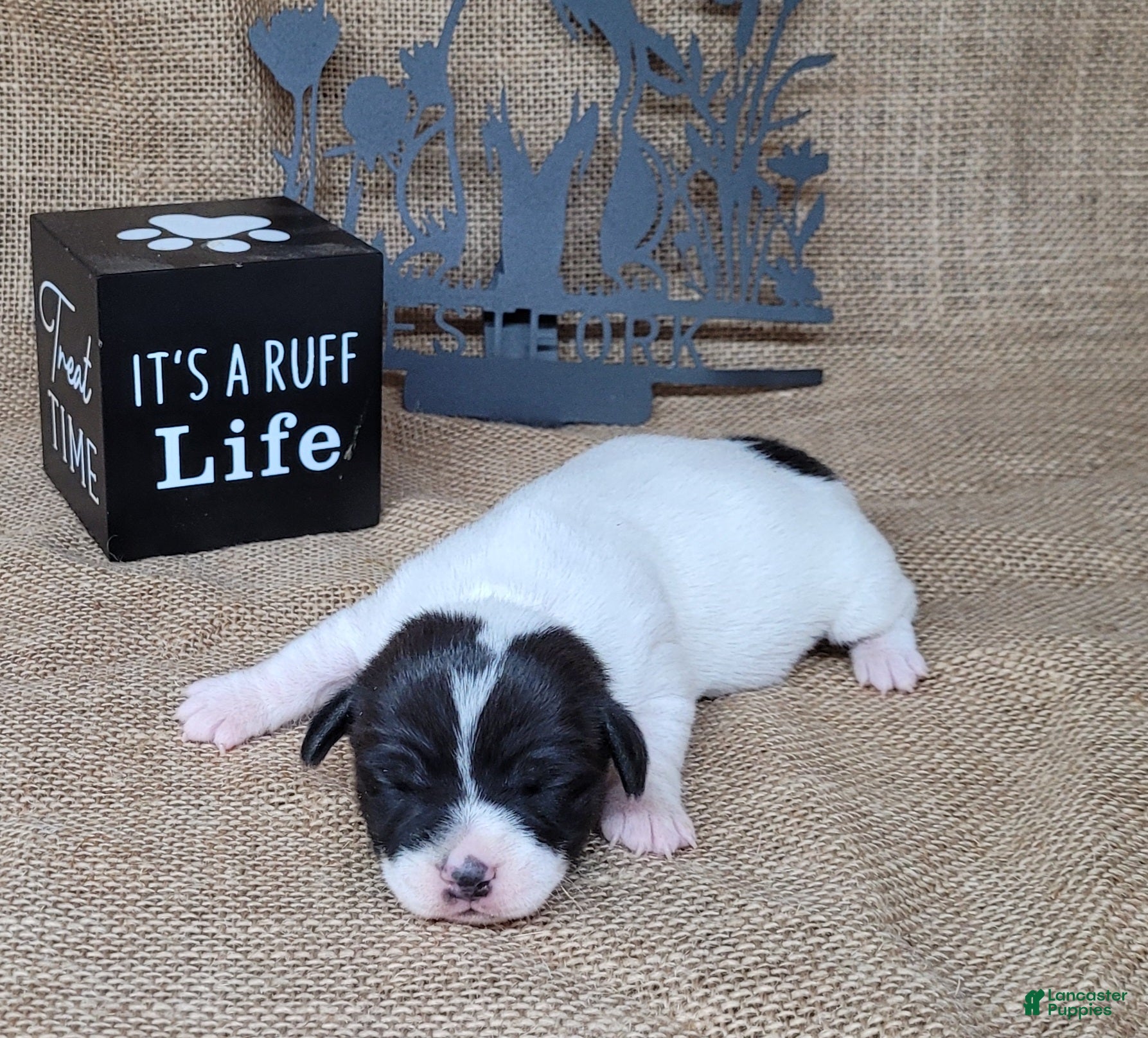 Jack Russell Terrier dogs Pebbles purebred JRT DELIVERY AVAILABLE  - Ad 16