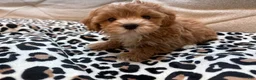 Maltipoo dogs for sale: Cupcake - Ad 11