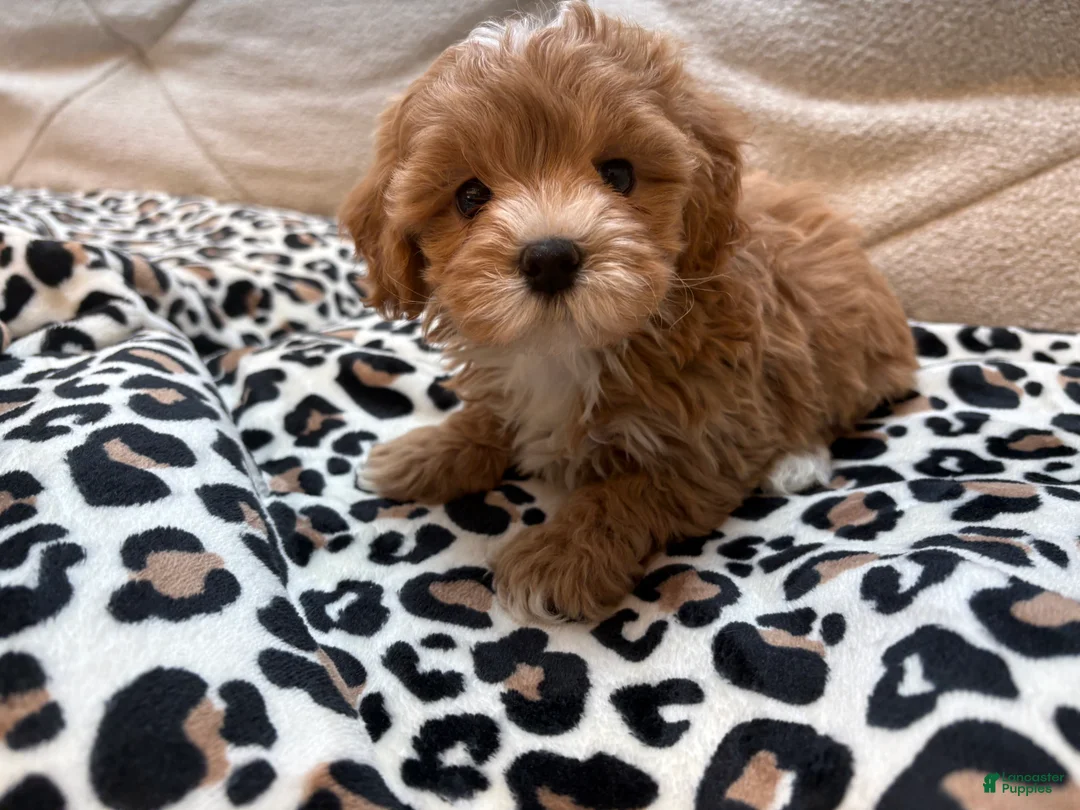 Maltipoo dogs for sale: Cupcake - Ad 11