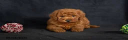 Mini Goldendoodle dogs for sale: Davie - Ad 3